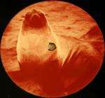 Seal - Killer (Lexicon Avenue Mix) - Not On Label (Seal) - Progressive
